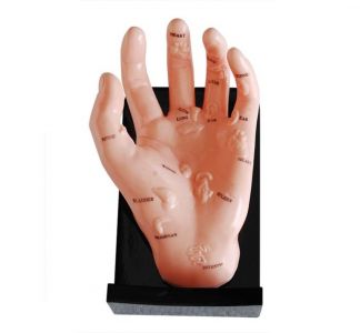 The influence of hand acupuncture model on beginners