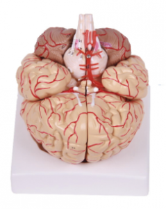 Model of the brain with cerebral arteries and nerves: exploring the source of wisdom
