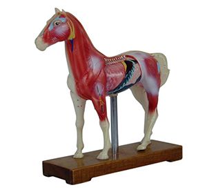 Equine acupuncture teaching model: Accurate simulation to help veterinarians learn