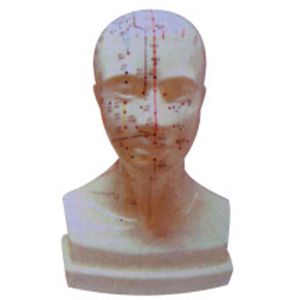Head acupuncture training model: realistic operation, improve teaching quality