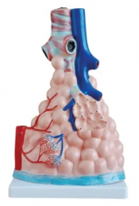 Alveolar magnification model - a magical window to explore the secrets of breathing