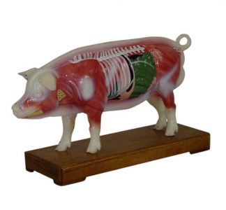 Pig body acupuncture model: a practical platform for deepening acupuncture skills