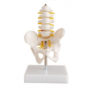 Lumbar spine with tail vertebra model: accurate simulation, help precision medicine