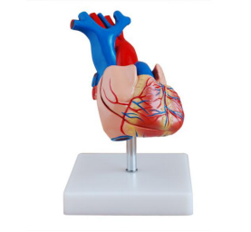 Why are models of heart anatomy more appealing to students than traditional teaching?