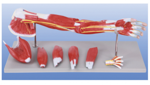 Exploring upper body strength: Exploring anatomical models of upper body muscles