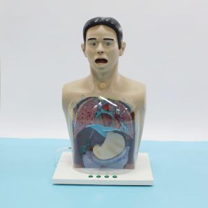 How to effectively use multi-functional transparent gastric lavage model to improve medical skills?