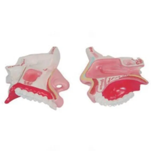 Application of nasal anatomy model in medical education