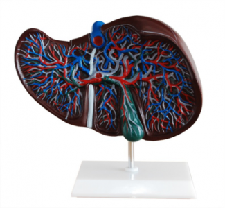 Does the liver anatomy model take into account the simulation of liver disease?