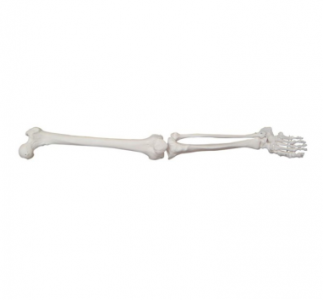 The large lower limb bone model plays an important role in improving medical skills