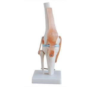 What is the application value of knee joint model as medical teaching aid?