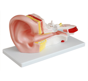 The value of middle ear anatomical model in clinical skill training