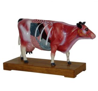 Bovine body acupuncture model: a real-time reference for clinical acupuncture treatment