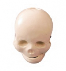 Baby skull model: