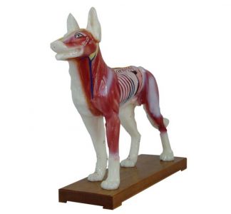How does the dog acupuncture model help students improve their acupuncture skills?