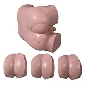 The importance of digital rectal examination model in clinical skills training