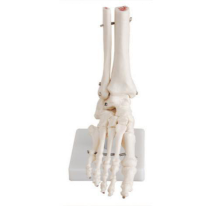 Foot Joint Model: An Important partner in exploring the mysteries of the Foot