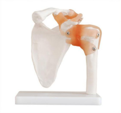 Shoulder joint model: an important teaching aid
