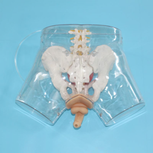 How does male catheterization Model help improve clinical skills