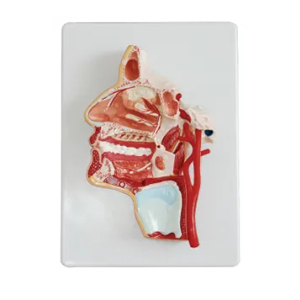 Why can anatomical models of the head become important teaching AIDS in medicine