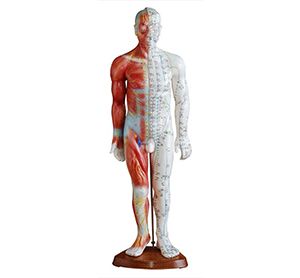How does standard anatomical acupuncture model help clinical practice of acupuncture?