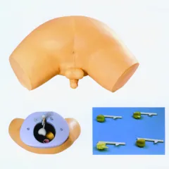 Prostate exam model: Make every practice like the real thing