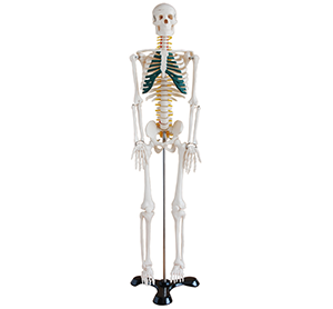 Incredible synergy: a neural model of the human skeletal belt