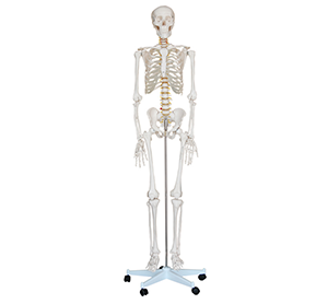 Why do we need human bone models