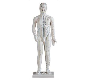 Why is the standard acupuncture model still the cornerstone of acupuncture education?