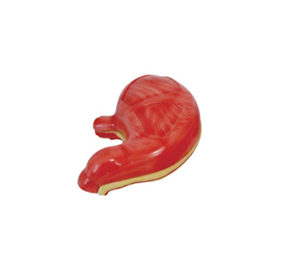 How can anatomical models of the stomach bridge medical practice