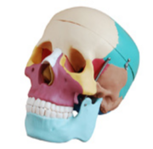 Coloured skull models: Why are they a highlight of medical education