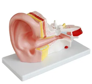 Are anatomical models of the middle ear just for anatomy classes?
