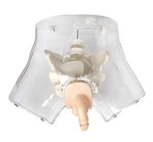 Transparent male catheterization model: Visualize the operation
