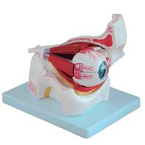Eyeball magnification models: Not just a teaching tool
