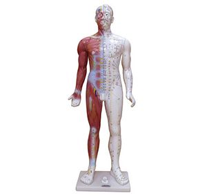 How does the model of fourteen channels build a bridge between TCM theory and practice