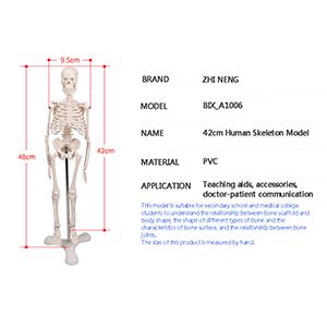 How can 42cm human bone model improve medical training effect?