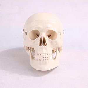 Skull models: Can they meet the growing needs of current medical education?