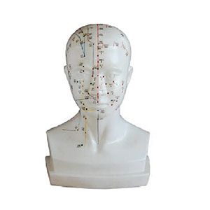Head acupuncture model: What role does it play in modern medical education?