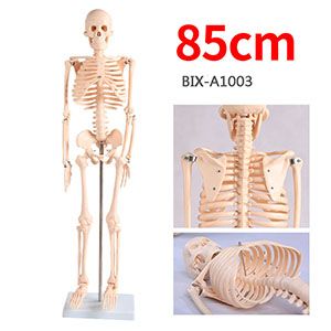 Human Skeleton Model: Meet medical teaching Needs?