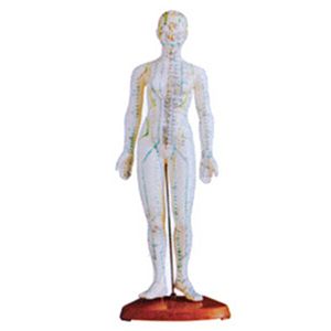 Introduction to the Female Body Acupuncture model