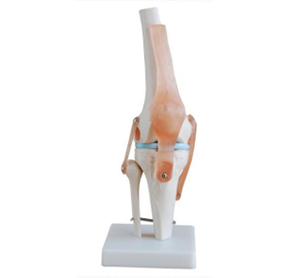 Natural large knee joint model