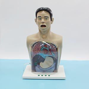 Precautions for advanced transparent gastric lavage models