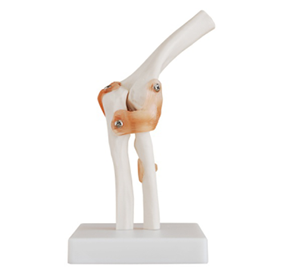 The role of the elbow joint model