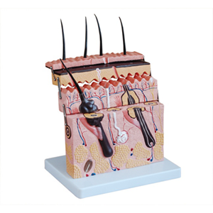 The role of the skin section model