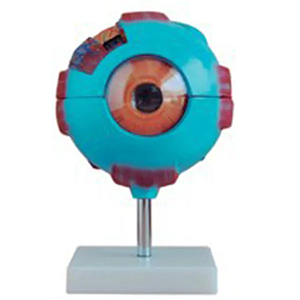 Eyeball magnification model