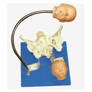 A pelvic model with a fetal head