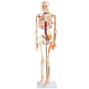 The role of human skeleton with heart and blood vessel models