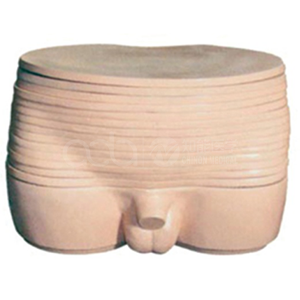 Anatomical model of transverse pelvic section in men