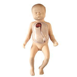 The application scenarios of the peripheral central venous intubation model for newborns