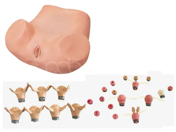 Comprehensive gynecological examination training model