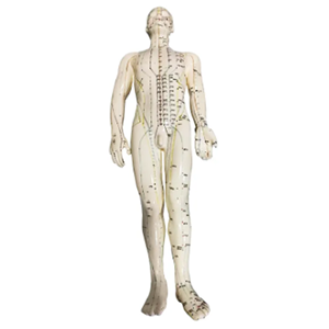 50cm male human body acupuncture model